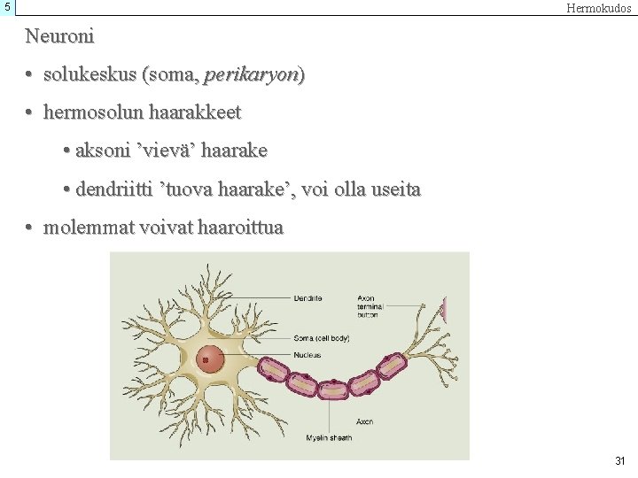 5 Hermokudos Neuroni • solukeskus (soma, perikaryon) • hermosolun haarakkeet • aksoni ’vievä’ haarake