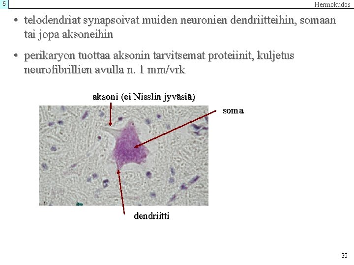 5 Hermokudos • telodendriat synapsoivat muiden neuronien dendriitteihin, somaan tai jopa aksoneihin • perikaryon