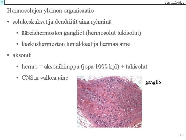 5 Hermokudos Hermosolujen yleinen organisaatio • solukeskukset ja dendriitit aina ryhminä • ääreishermoston gangliot