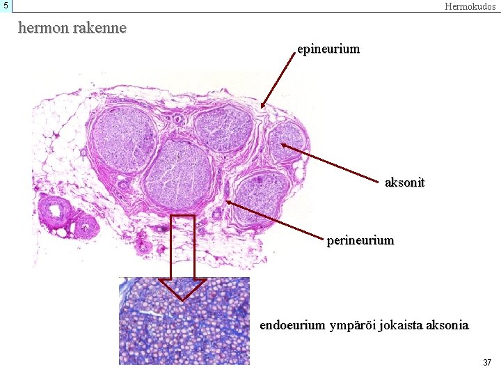 5 Hermokudos hermon rakenne epineurium aksonit perineurium endoeurium ympäröi jokaista aksonia 37 