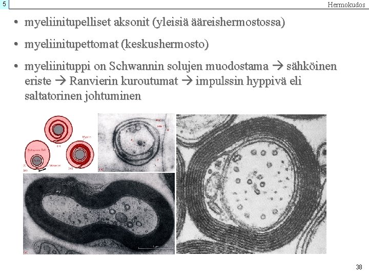 5 Hermokudos • myeliinitupelliset aksonit (yleisiä ääreishermostossa) • myeliinitupettomat (keskushermosto) • myeliinituppi on Schwannin