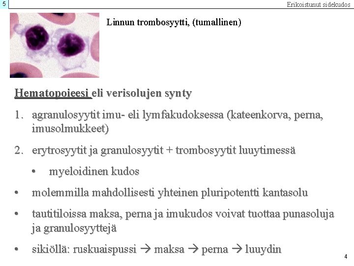 5 Erikoistunut sidekudos Linnun trombosyytti, (tumallinen) Hematopoieesi eli verisolujen synty 1. agranulosyytit imu- eli