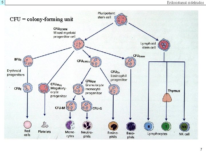 5 Erikoistunut sidekudos CFU = colony-forming unit 7 