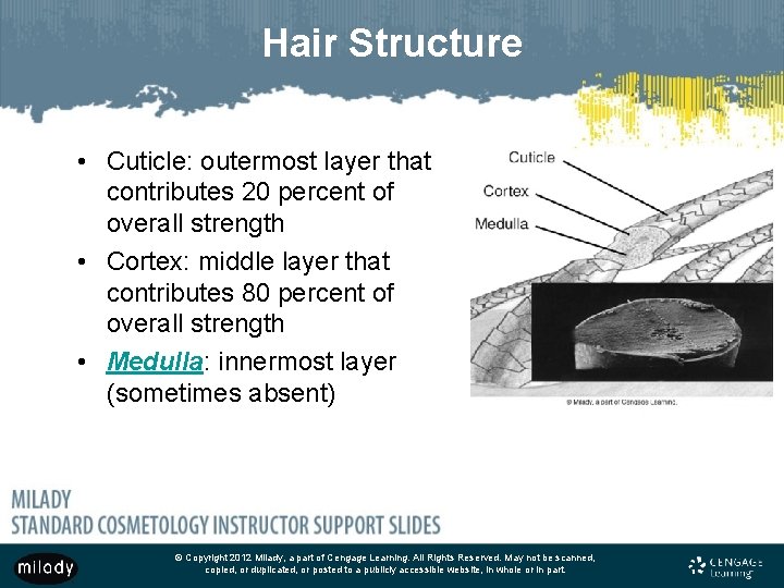 Hair Structure • Cuticle: outermost layer that contributes 20 percent of overall strength •