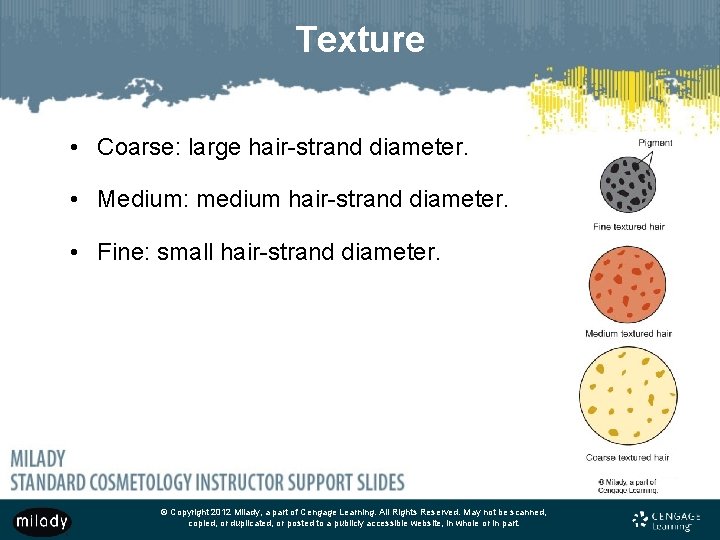 Texture • Coarse: large hair-strand diameter. • Medium: medium hair-strand diameter. • Fine: small