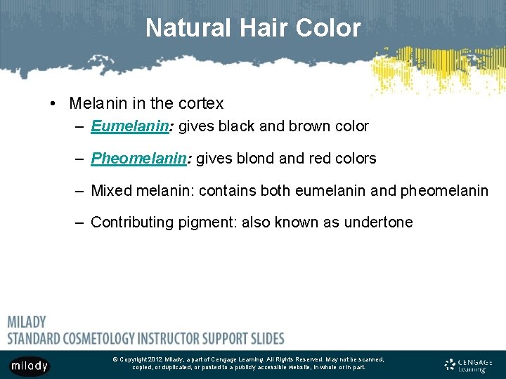 Natural Hair Color • Melanin in the cortex – Eumelanin: gives black and brown