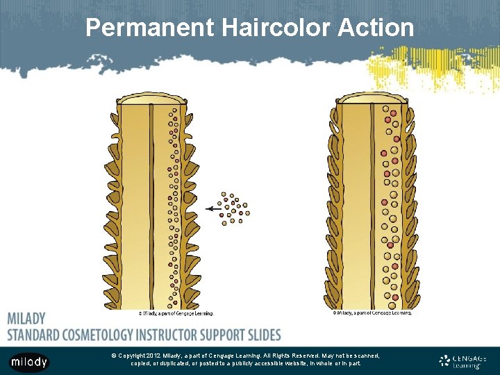 Permanent Haircolor Action © Copyright 2012 Milady, a part of Cengage Learning. All Rights