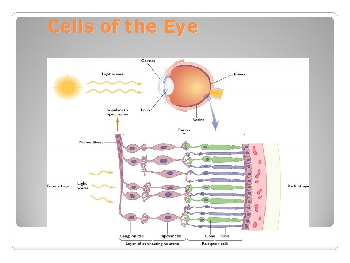 Cells of the Eye 