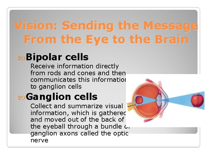 Vision: Sending the Message From the Eye to the Brain Bipolar cells Receive information