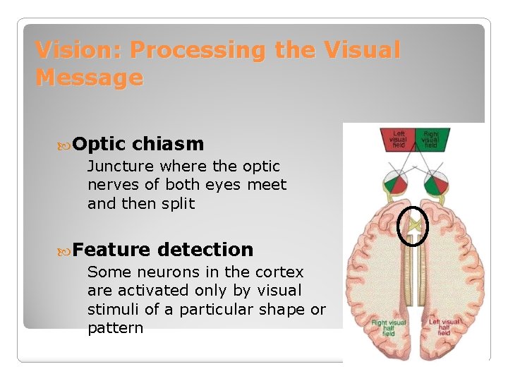 Vision: Processing the Visual Message Optic chiasm Juncture where the optic nerves of both