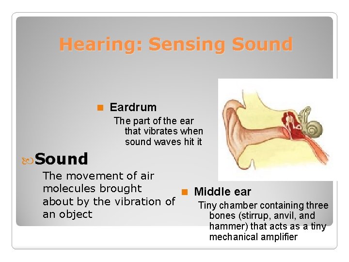 Hearing: Sensing Sound n Eardrum The part of the ear that vibrates when sound