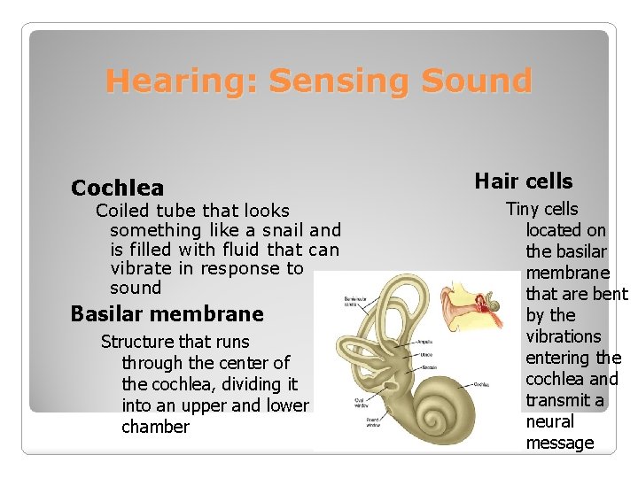 Hearing: Sensing Sound Cochlea Coiled tube that looks something like a snail and is
