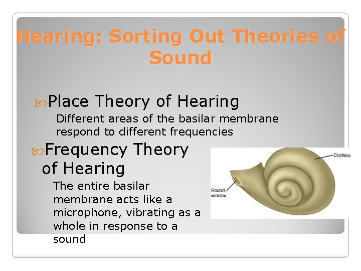 Hearing: Sorting Out Theories of Sound Place Theory of Hearing Different areas of the