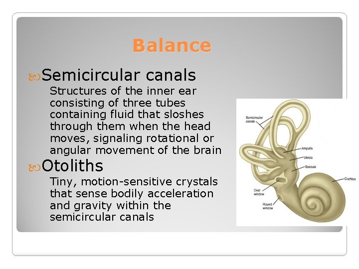 Balance Semicircular canals Structures of the inner ear consisting of three tubes containing fluid