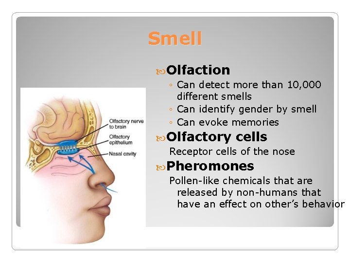 Smell Olfaction ◦ Can detect more than 10, 000 different smells ◦ Can identify