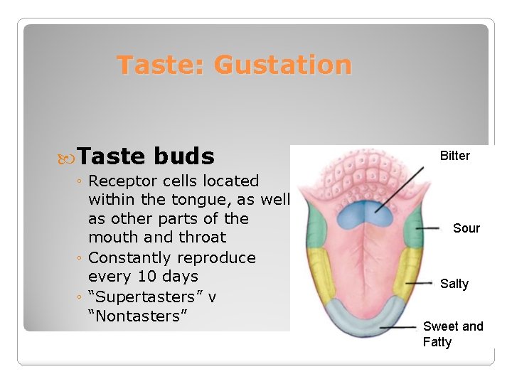 Taste: Gustation Taste buds ◦ Receptor cells located within the tongue, as well as