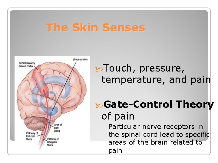 The Skin Senses Touch, pressure, temperature, and pain Gate-Control of pain Theory Particular nerve