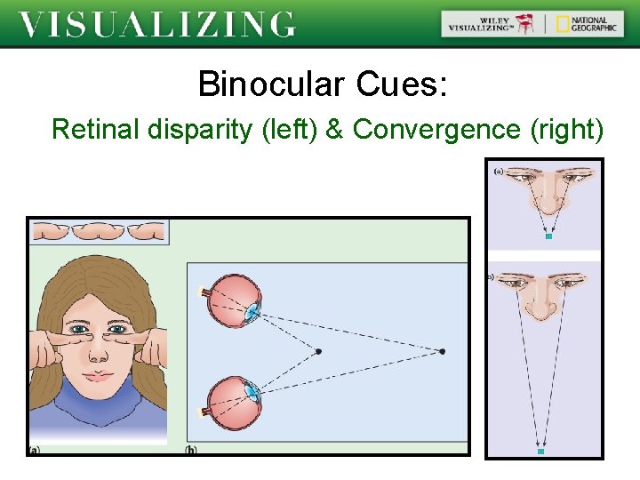 Binocular Cues: Retinal disparity (left) & Convergence (right) 