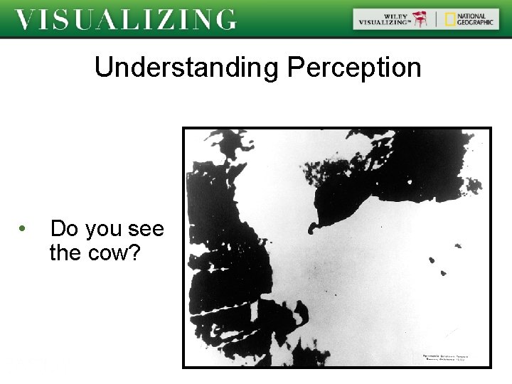 Understanding Perception • Do you see the cow? 