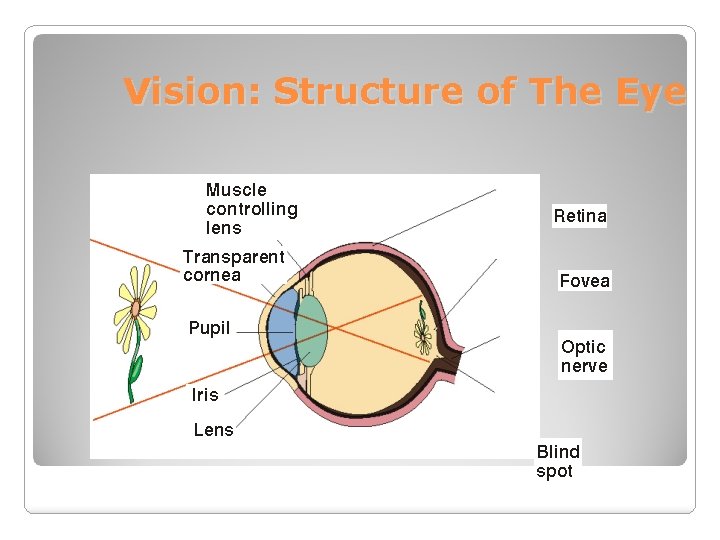 Vision: Structure of The Eye 