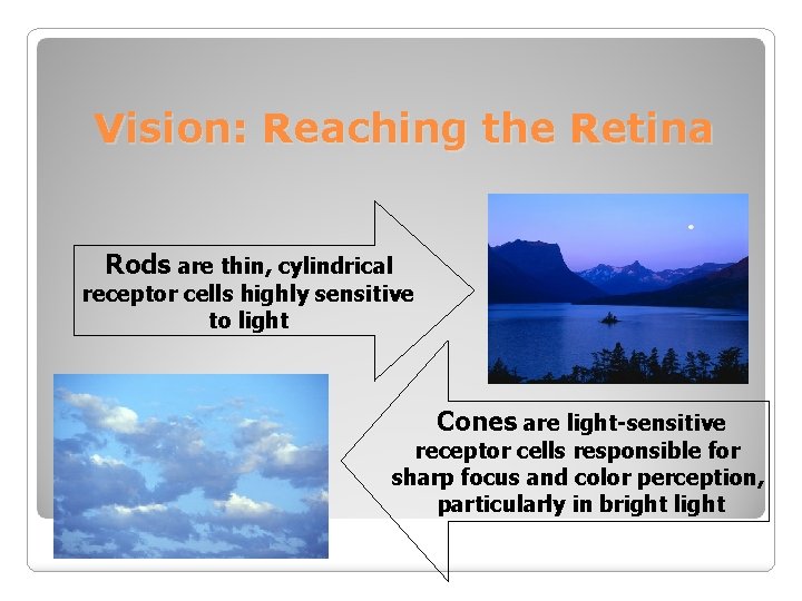 Vision: Reaching the Retina Rods are thin, cylindrical receptor cells highly sensitive to light