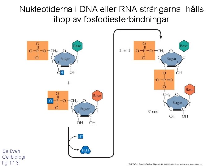 Nukleotiderna i DNA eller RNA strängarna hålls ihop av fosfodiesterbindningar Se även Cellbiologi fig