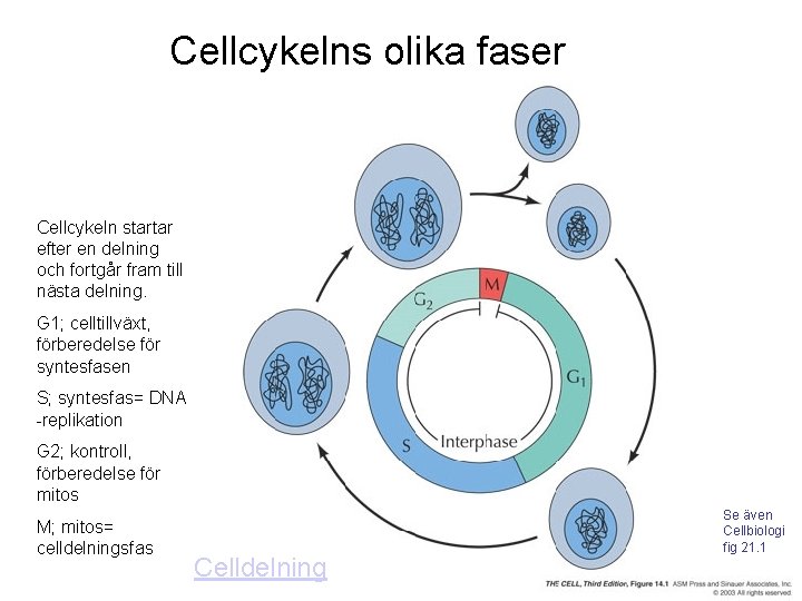 Cellcykelns olika faser Cellcykeln startar efter en delning och fortgår fram till nästa delning.