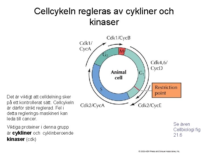 Cellcykeln regleras av cykliner och kinaser Det är viktigt att celldelning sker på ett