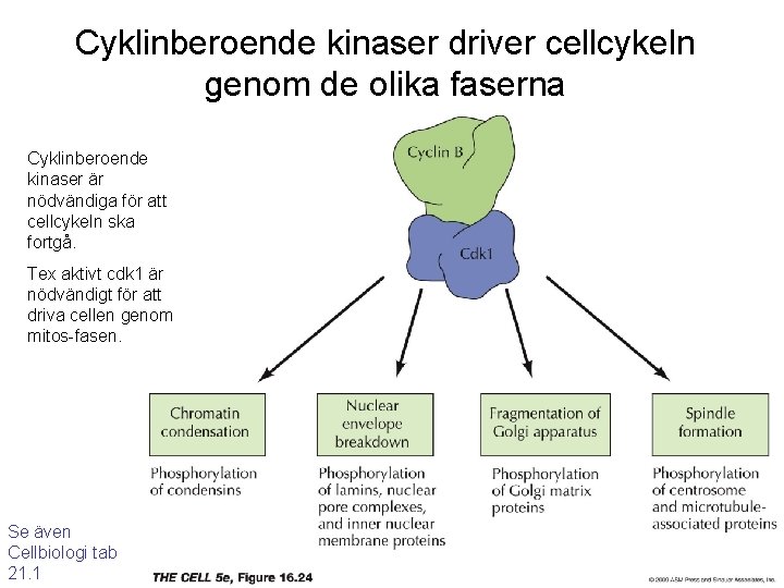 Cyklinberoende kinaser driver cellcykeln genom de olika faserna Cyklinberoende kinaser är nödvändiga för att