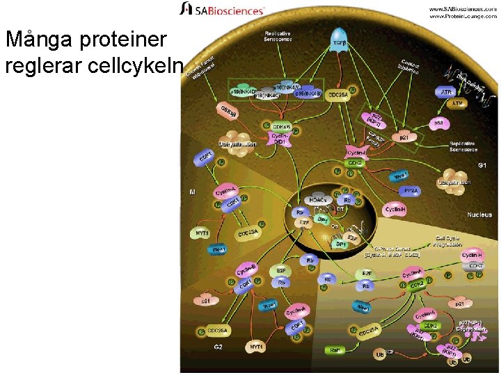 Många proteiner reglerar cellcykeln 