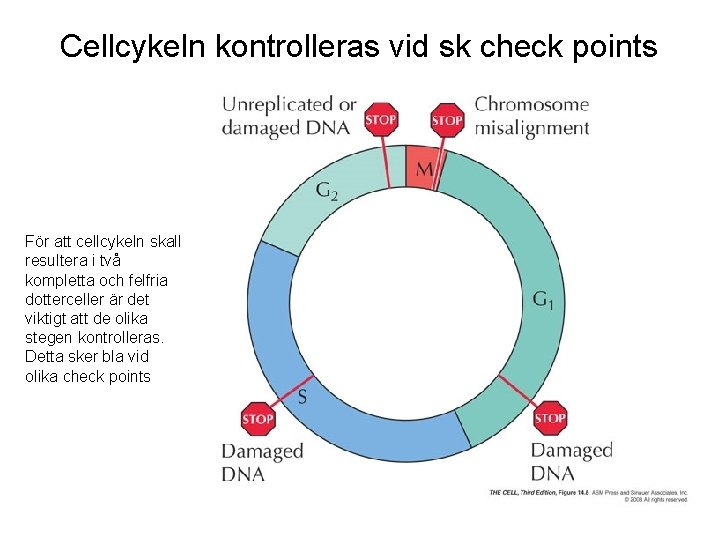 Cellcykeln kontrolleras vid sk check points För att cellcykeln skall resultera i två kompletta