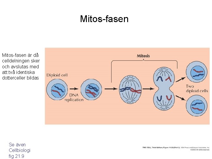 Mitos-fasen är då celldelningen sker och avslutas med att två identiska dotterceller bildas Se