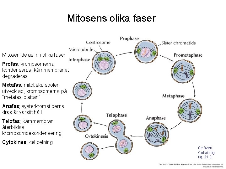 Mitosens olika faser Mitosen delas in i olika faser Profas; kromosomerna kondenseras, kärnmembranet degraderas