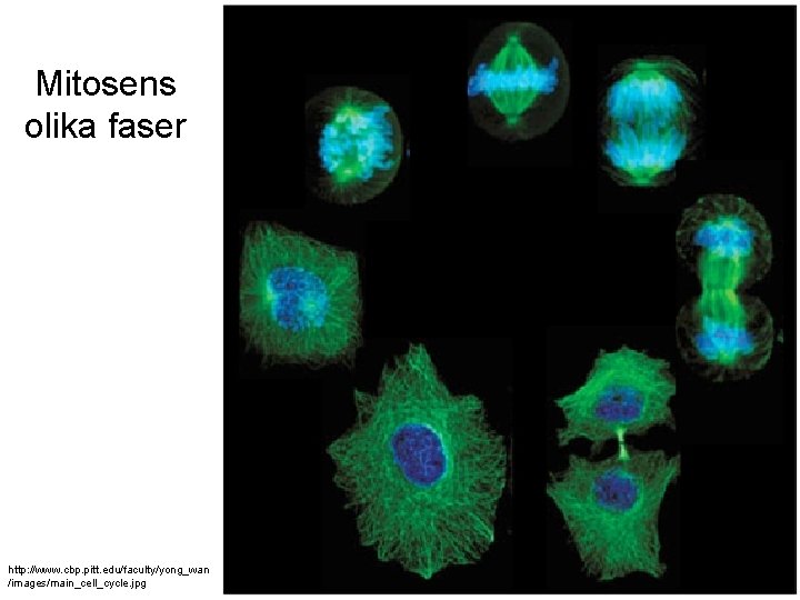 Mitosens olika faser http: //www. cbp. pitt. edu/faculty/yong_wan /images/main_cell_cycle. jpg 