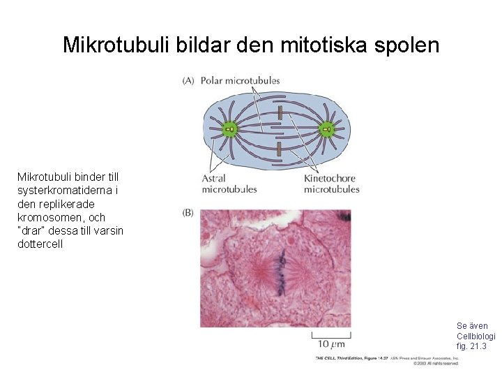 Mikrotubuli bildar den mitotiska spolen Mikrotubuli binder till systerkromatiderna i den replikerade kromosomen, och