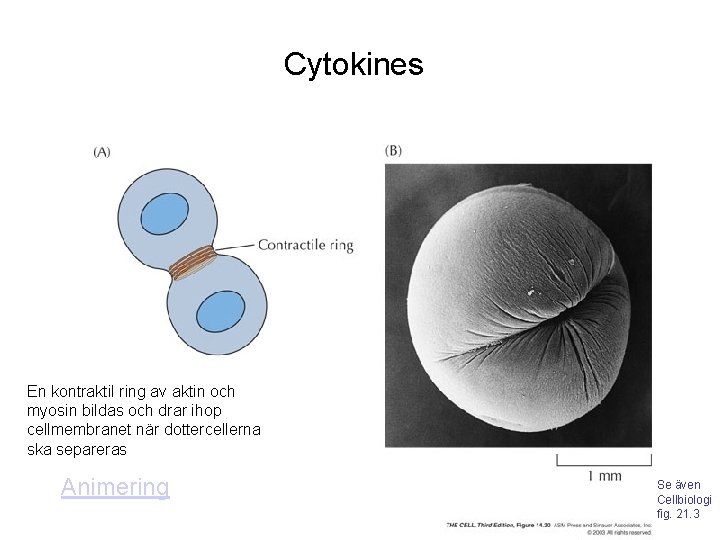 Cytokines En kontraktil ring av aktin och myosin bildas och drar ihop cellmembranet när