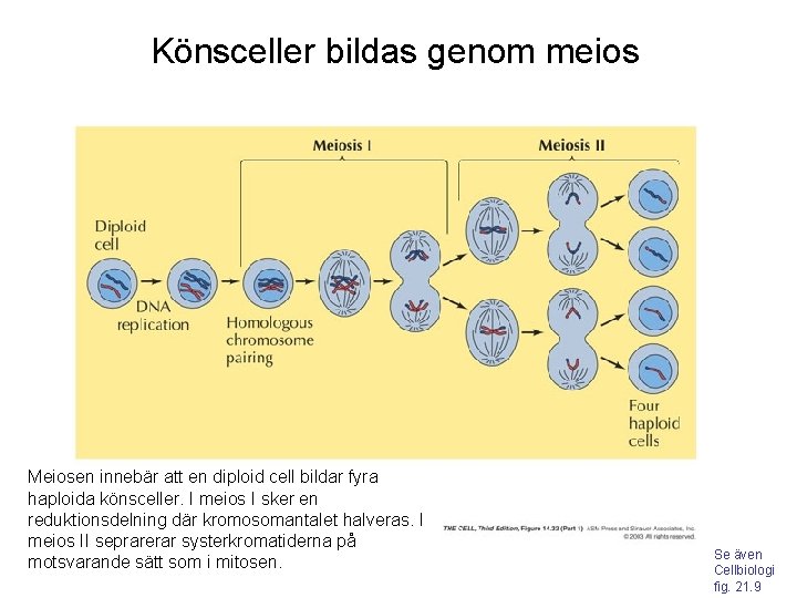 Könsceller bildas genom meios Meiosen innebär att en diploid cell bildar fyra haploida könsceller.