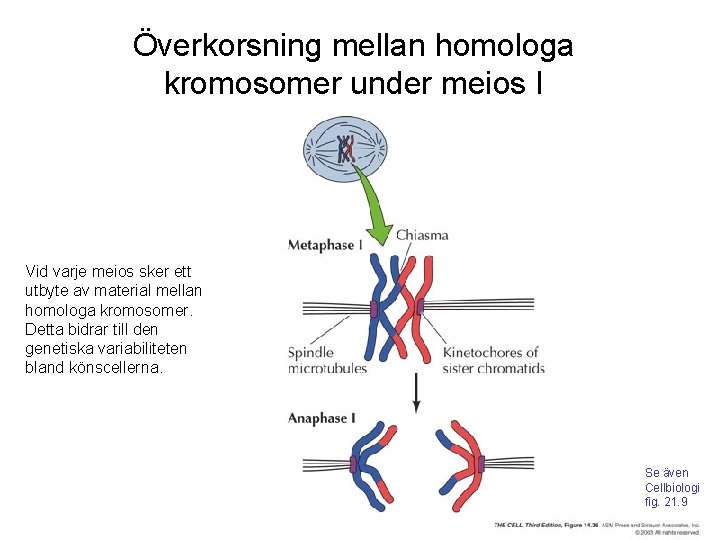 Överkorsning mellan homologa kromosomer under meios I Vid varje meios sker ett utbyte av