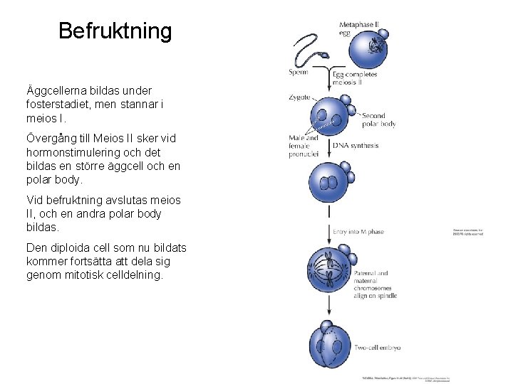 Befruktning Äggcellerna bildas under fosterstadiet, men stannar i meios I. Övergång till Meios II