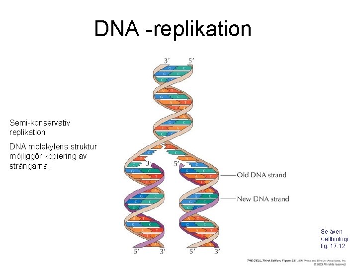 DNA -replikation Semi-konservativ replikation DNA molekylens struktur möjliggör kopiering av strängarna. Se även Cellbiologi