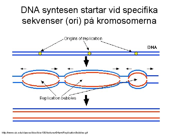 DNA syntesen startar vid specifika sekvenser (ori) på kromosomerna http: //www. uic. edu/classes/bios 100/lecturesf