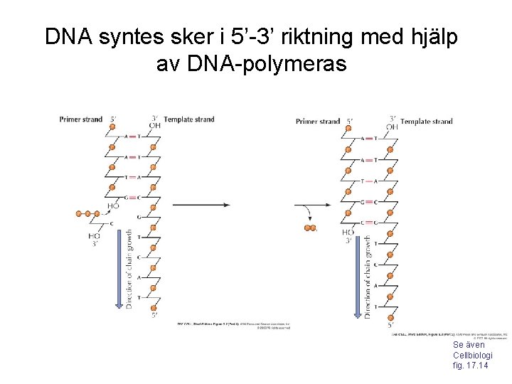DNA syntes sker i 5’-3’ riktning med hjälp av DNA-polymeras Se även Cellbiologi fig.