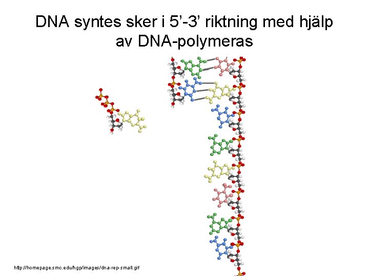 DNA syntes sker i 5’-3’ riktning med hjälp av DNA-polymeras http: //homepage. smc. edu/hgp/images/dna-rep-small.