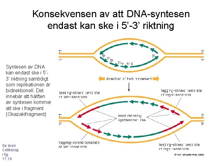 Konsekvensen av att DNA-syntesen endast kan ske i 5’-3’ riktning Syntesen av DNA kan