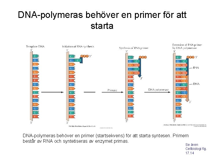 DNA-polymeras behöver en primer för att starta DNA-polymeras behöver en primer (startsekvens) för att