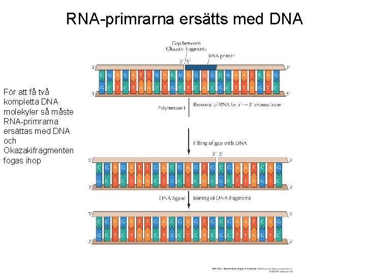 RNA-primrarna ersätts med DNA För att få två kompletta DNA molekyler så måste RNA-primrarna