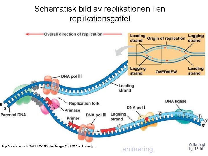 Schematisk bild av replikationen i en replikationsgaffel http: //faculty. irsc. edu/FACULTY/TFischer/images/DNA%20 replication. jpg animering