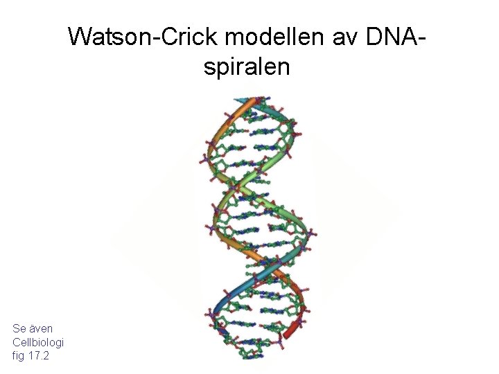 Watson-Crick modellen av DNAspiralen Se även Cellbiologi fig 17. 2 