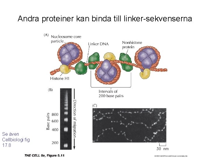 Andra proteiner kan binda till linker-sekvenserna Se även Cellbiologi fig 17. 8 