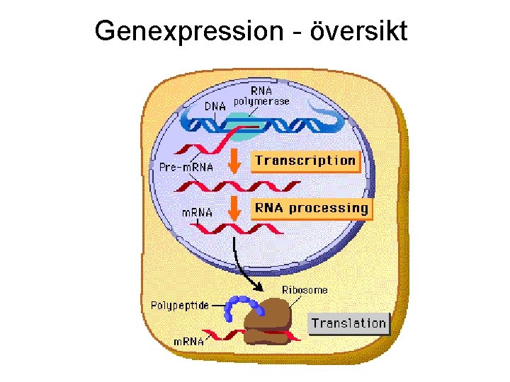 Genexpression - översikt 